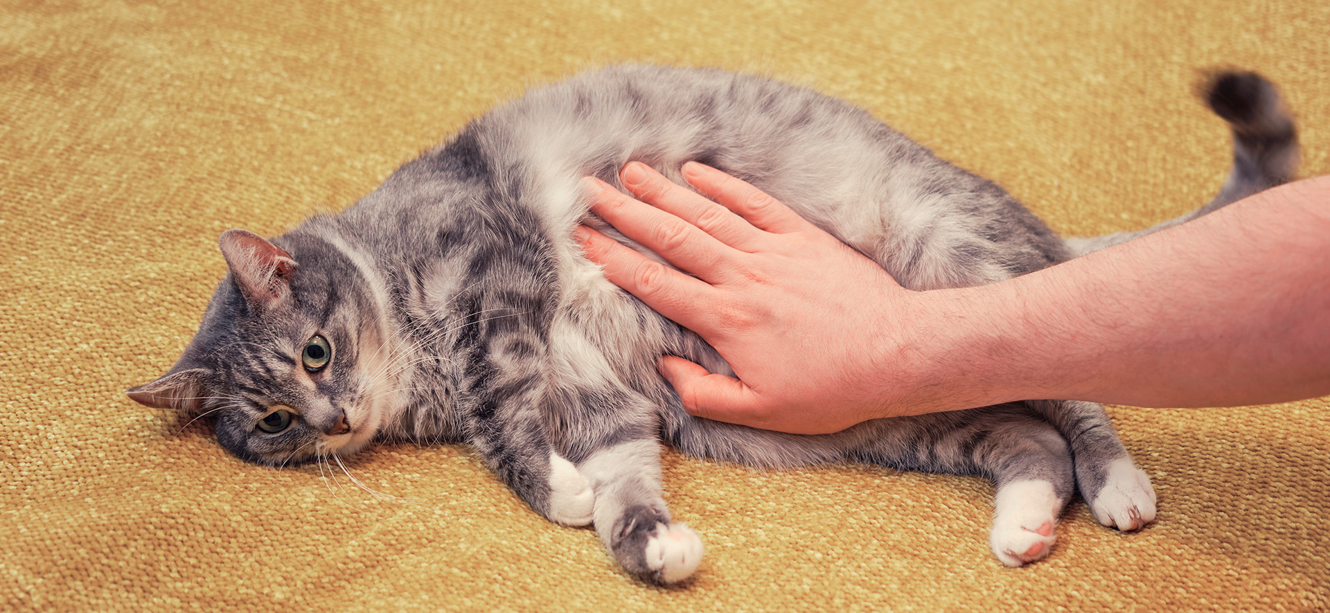 microbiota intestinal en gatos